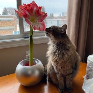 Meet your Posher, Hanoi